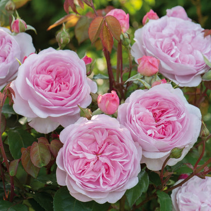 オリビア・ローズ・オースチン鉢苗 - Olivia Rose Austin (Ausmixture) - david-austin-roses-japan