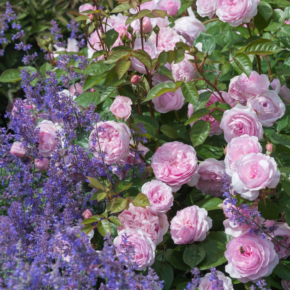 ミディアム・ピンク – David Austin Roses Japan