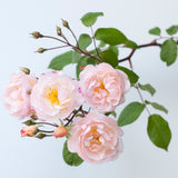ザ・レディ・オブ・ザ・レイク ランブラー鉢苗 - The Lady of the Lake (Ausherbert) - david-austin-roses-japan