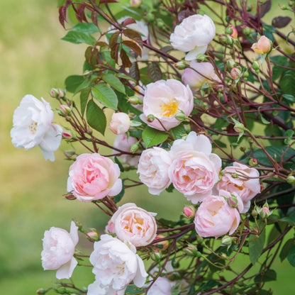 ザ・レディ・オブ・ザ・レイク ランブラー鉢苗 - The Lady of the Lake (Ausherbert) - david-austin-roses-japan