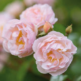 ザ・レディ・オブ・ザ・レイク ランブラー鉢苗 - The Lady of the Lake (Ausherbert) - david-austin-roses-japan