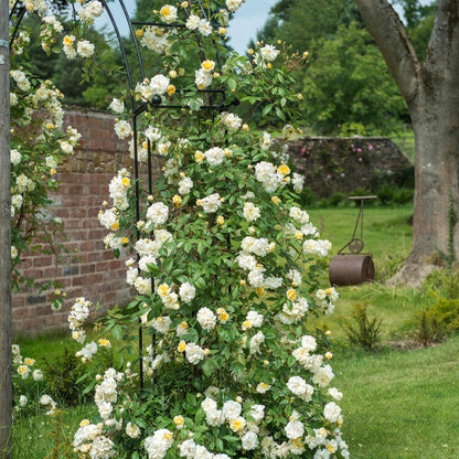 モーヴァン・ヒル ランブラー鉢苗 - Malvern Hills Potted (Auscanary)