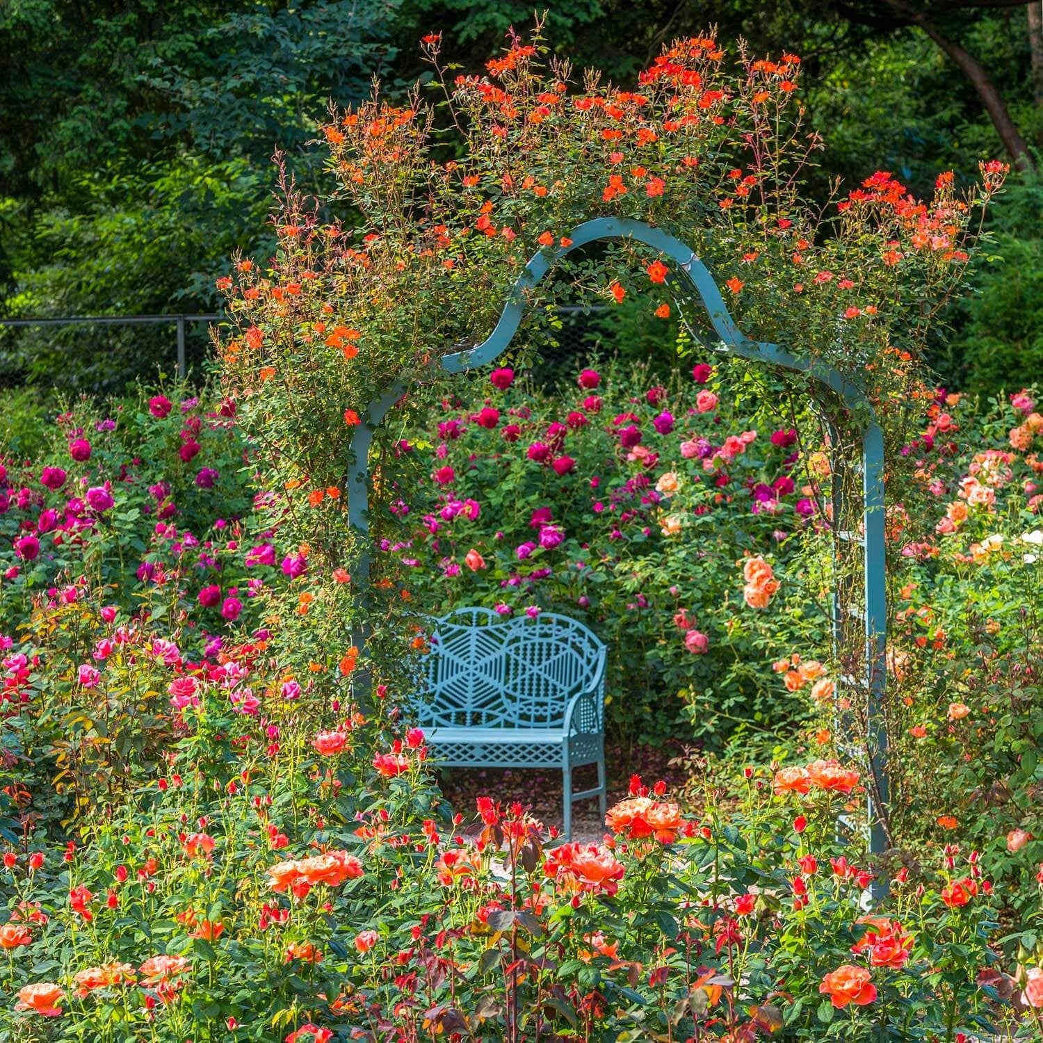 ウォーム・ウェルカム鉢苗 - Warm Welcome Potted (Chewizz) – David