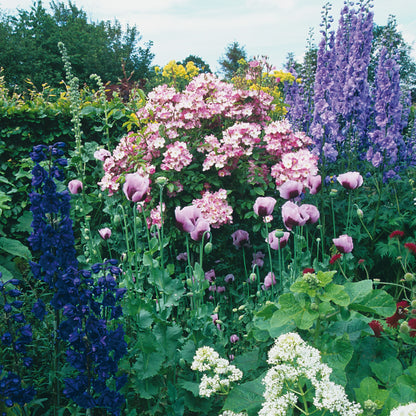 バレリーナ 鉢苗 - Ballerina Potted