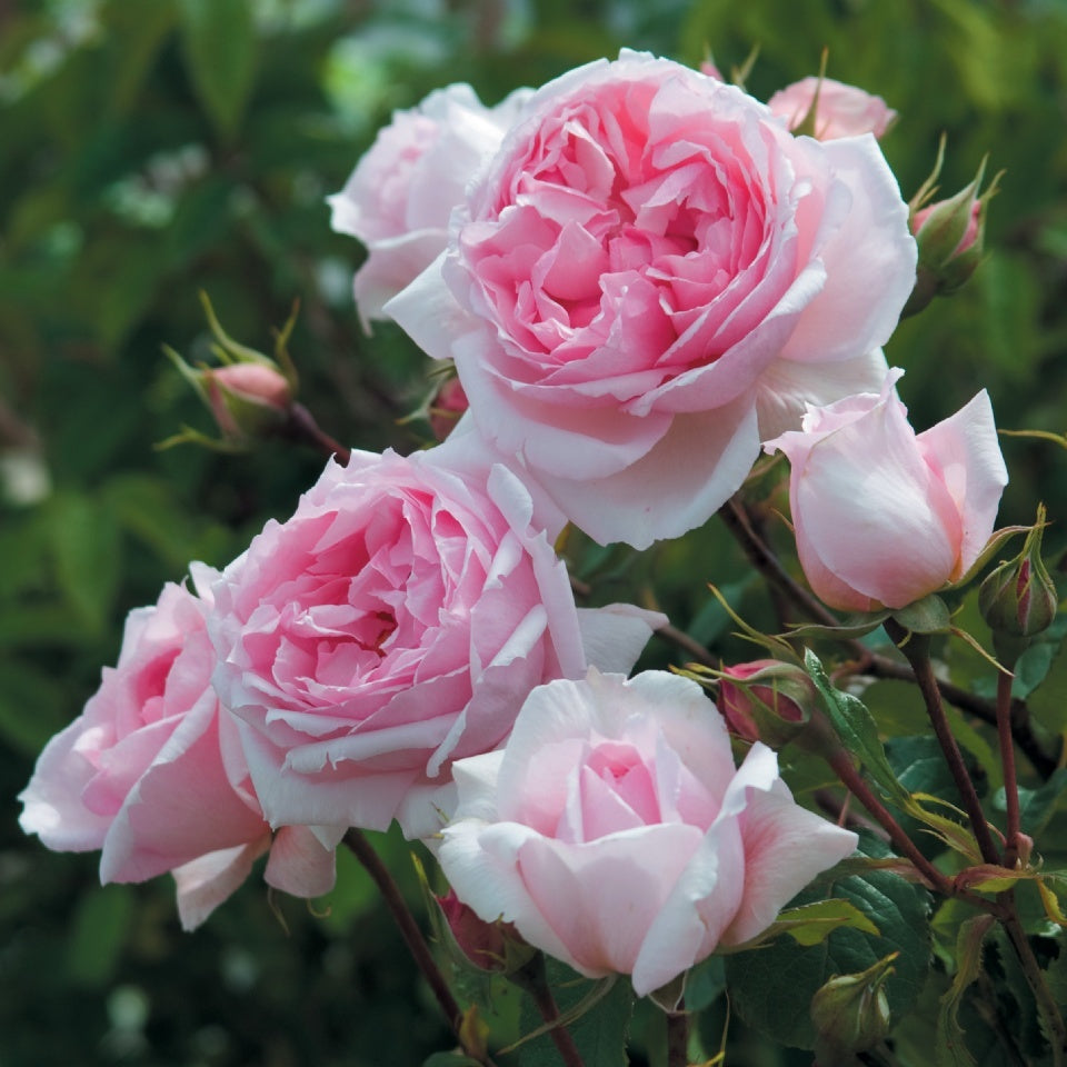 ザ・ウェッジウッド・ローズ　つるバラ鉢苗 - The Wedgwood Rose Climbing Potted (Ausjosiah) - david-austin-roses-japan