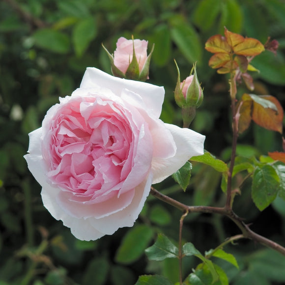 ザ・ウェッジウッド・ローズ 鉢苗 - The Wedgwood Rose (Ausjosiah