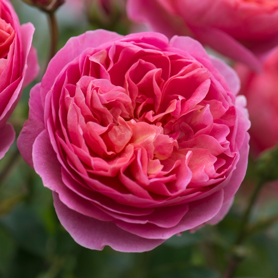 ボスコベル 15L鉢苗 - Boscobel 15L (Auscousin) - david-austin-roses-japan