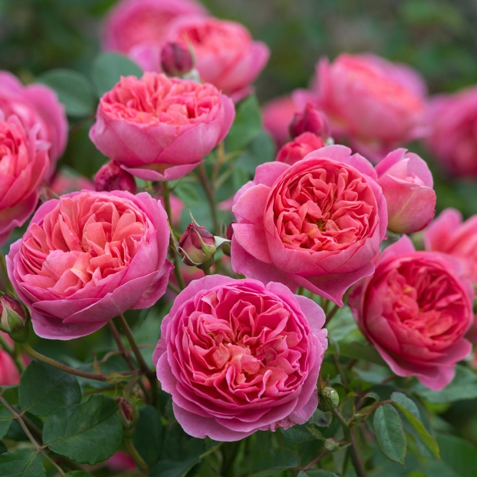 ボスコベル 15L鉢苗 - Boscobel 15L (Auscousin) - david-austin-roses-japan