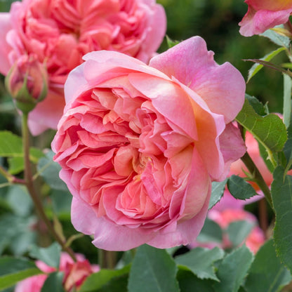 ボスコベル 15L鉢苗 - Boscobel 15L (Auscousin) - david-austin-roses-japan