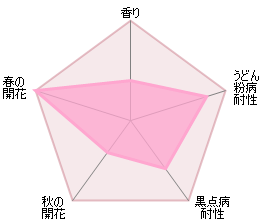 クィーン・オブ・スウェーデン　15L鉢苗 - Queen of Sweden 15L (Austiger) - david-austin-roses-japan
