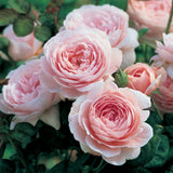 クィーン・オブ・スウェーデン　15L鉢苗 - Queen of Sweden 15L (Austiger) - david-austin-roses-japan