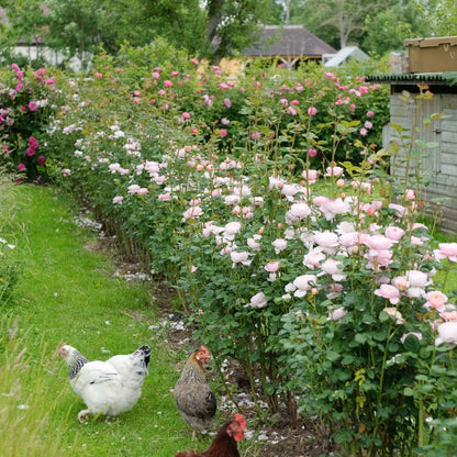 クィーン・オブ・スウェーデン　15L鉢苗 - Queen of Sweden 15L (Austiger) - david-austin-roses-japan
