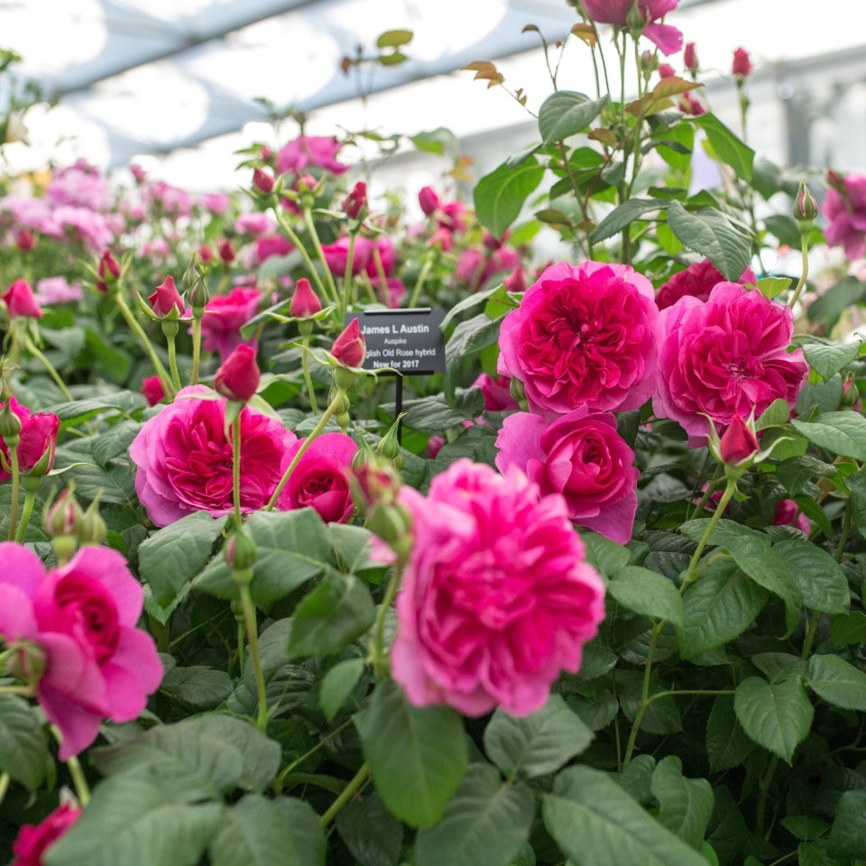 ジェームズ・L. オースチン鉢苗 - James L. Austin Potted (Auspike) - david-austin-roses-japan