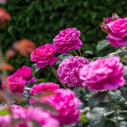 ジェームズ・L. オースチン鉢苗 - James L. Austin Potted (Auspike) - david-austin-roses-japan