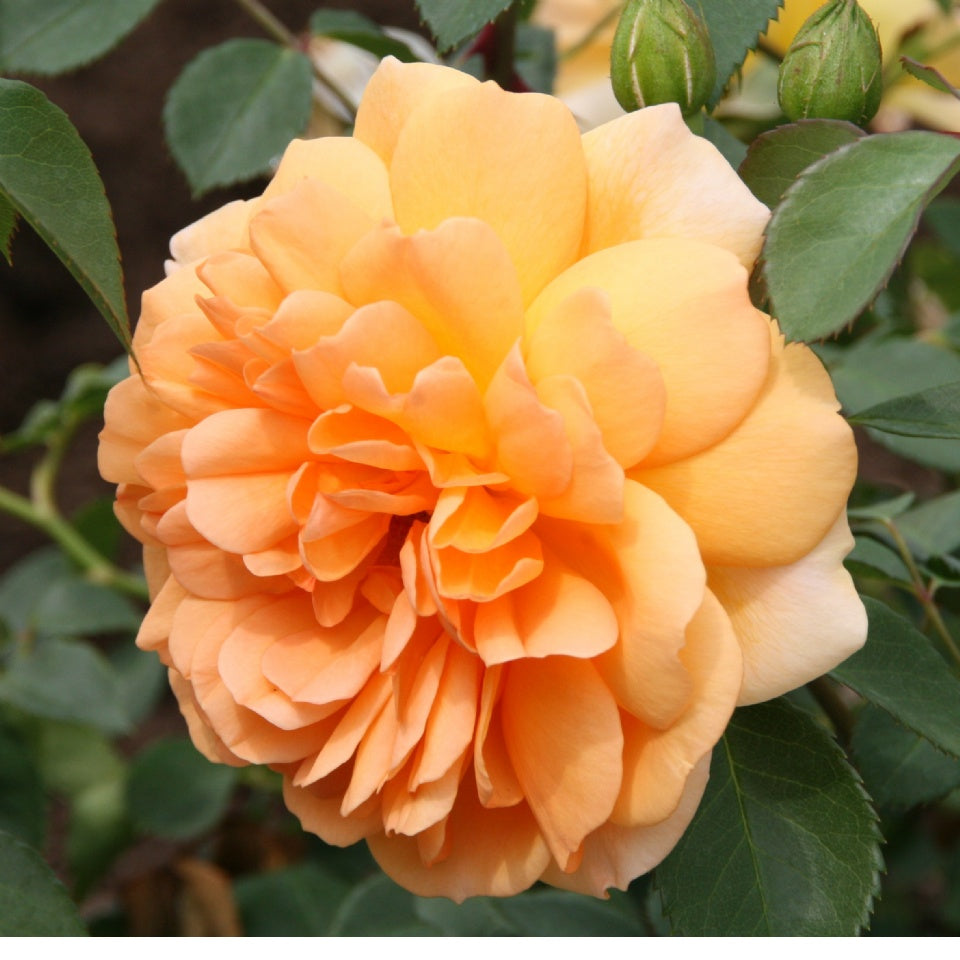 デイム・ジュディ・デンチ鉢苗 - Dame Judi Dench Potted (Ausquaker) - david-austin-roses-japan