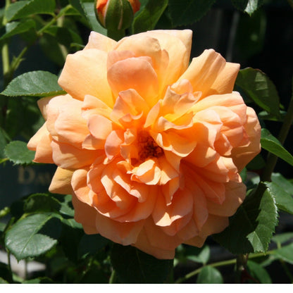 デイム・ジュディ・デンチ鉢苗 - Dame Judi Dench Potted (Ausquaker) - david-austin-roses-japan