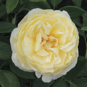 ヴァネッサ・ベル 鉢苗 - Vanessa Bell Potted (Auseasel) - david-austin-roses-japan