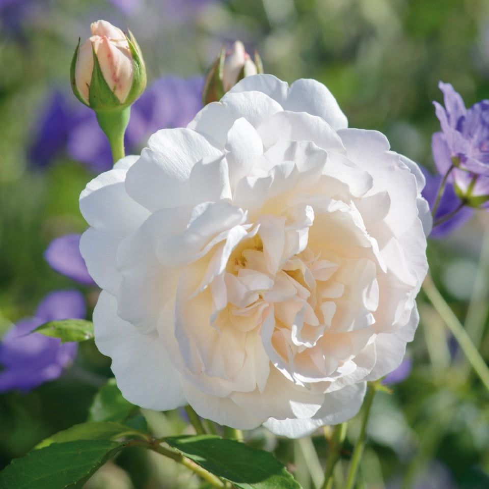 レッチフィールド・エンジェル　15L鉢苗 - Lichfield Angel 15L (Ausrelate) - david-austin-roses-japan