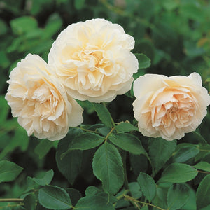 レッチフィールド・エンジェル　15L鉢苗 - Lichfield Angel 15L (Ausrelate) - david-austin-roses-japan