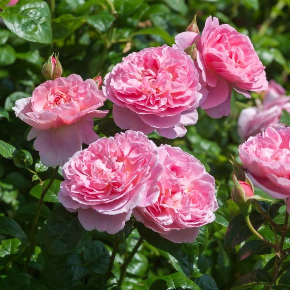 つるバラ鉢苗 – David Austin Roses Japan