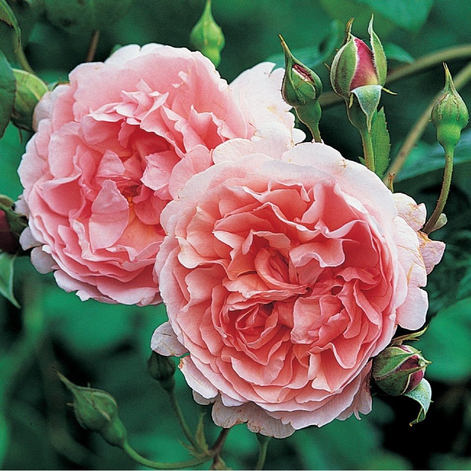 ストロベリー・ヒル つるバラ鉢苗 - Strawberry Hill Climbing Potted (Ausrimini) - david-austin-roses-japan