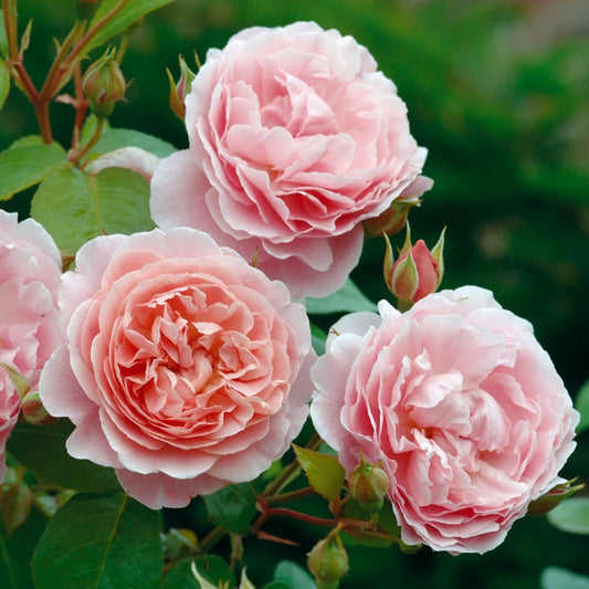 ストロベリー・ヒル つるバラ鉢苗 - Strawberry Hill Climbing Potted (Ausrimini) - david-austin-roses-japan