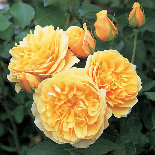 グラハム・トーマス 15L鉢苗 - Graham Thomas Potted 15L - david-austin-roses-japan