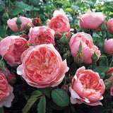 ジ・アレンウィック・ローズ15L鉢苗 - The Alnwick® Rose 15L (Ausgrab) - david-austin-roses-japan