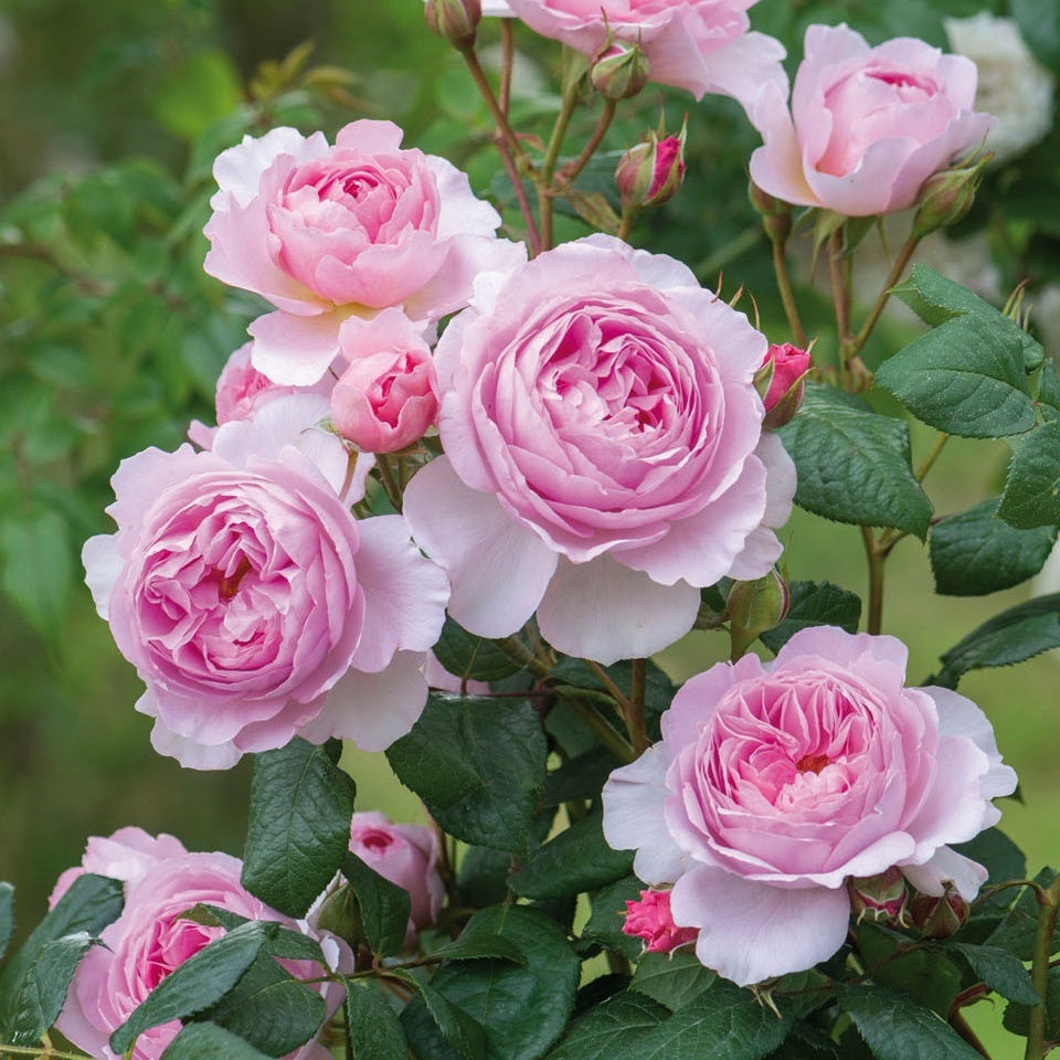 ジ・エンシェント・マリナー15L鉢苗 - The Ancient Mariner Potted 15L (Ausoutcry) - david-austin-roses-japan