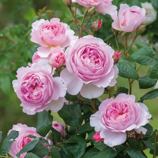 ジ・エンシェント・マリナー15L鉢苗 - The Ancient Mariner Potted 15L (Ausoutcry) - david-austin-roses-japan