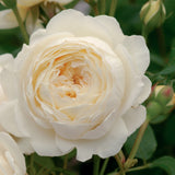 クレア・オースチン 15L鉢苗 - Claire Austin Potted 15L (Ausprior) - david-austin-roses-japan