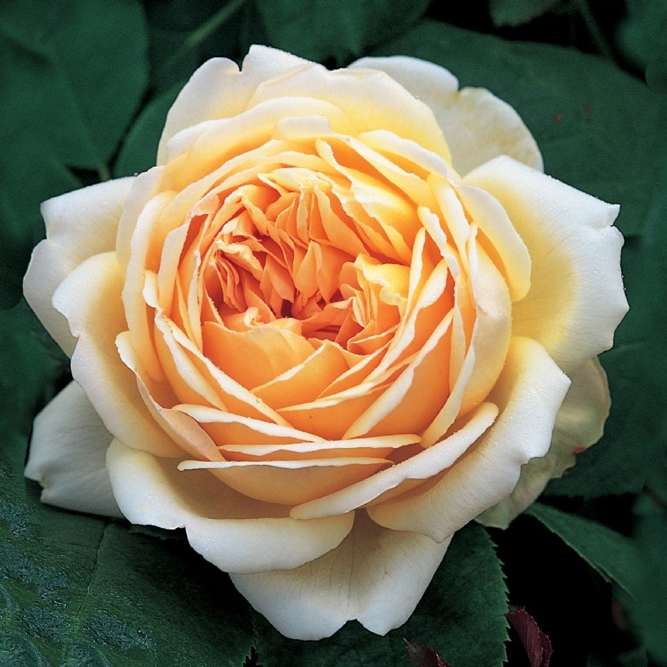 ジュード・ジ・オブスキュア15L鉢苗 - Jude the Obscure 15L (Ausjo) - david-austin-roses-japan