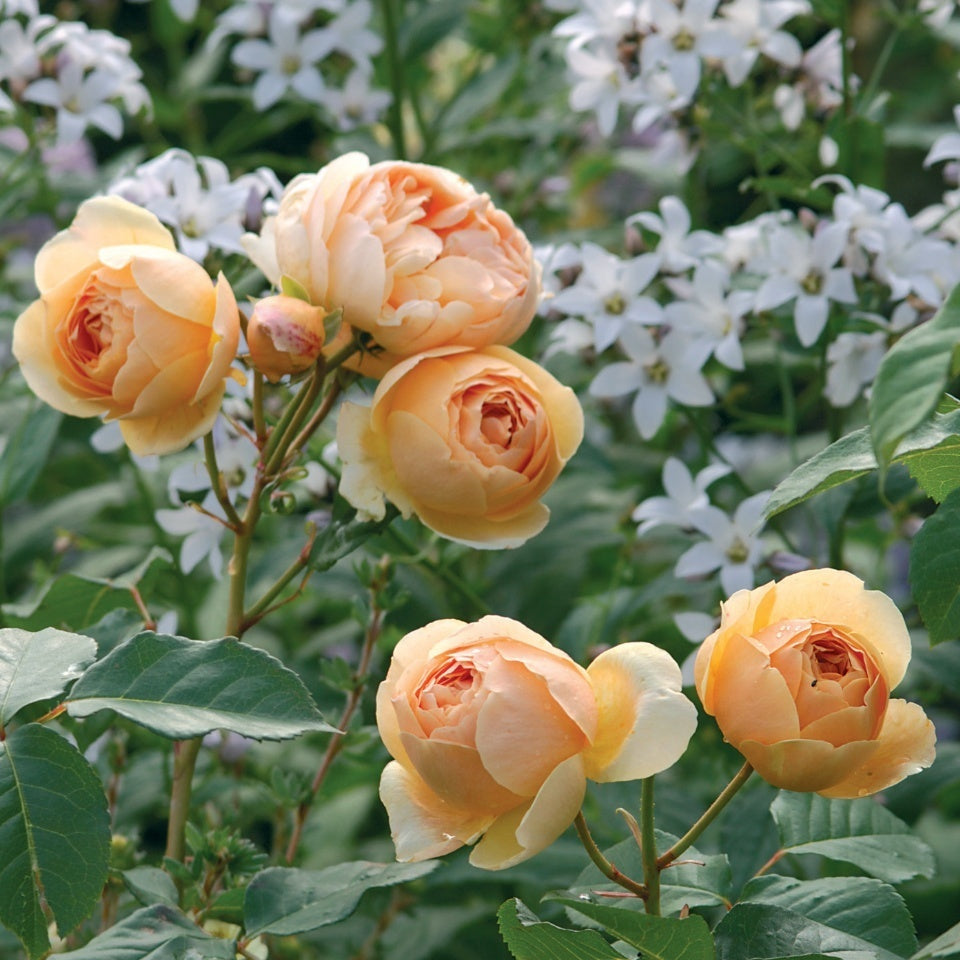 ジュード・ジ・オブスキュア15L鉢苗 - Jude the Obscure 15L (Ausjo) - david-austin-roses-japan