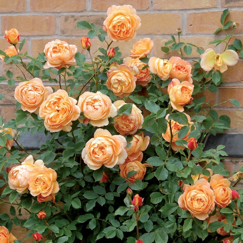 レディ・オブ・シャーロット15L鉢苗 - Lady of Shalott 15L (Ausnyson) - david-austin-roses-japan