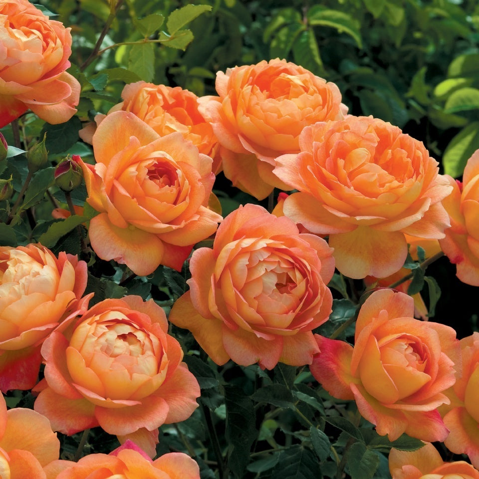 レディ・オブ・シャーロット15L鉢苗 - Lady of Shalott 15L (Ausnyson) - david-austin-roses-japan