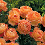 レディ・オブ・シャーロット15L鉢苗 - Lady of Shalott 15L (Ausnyson) - david-austin-roses-japan