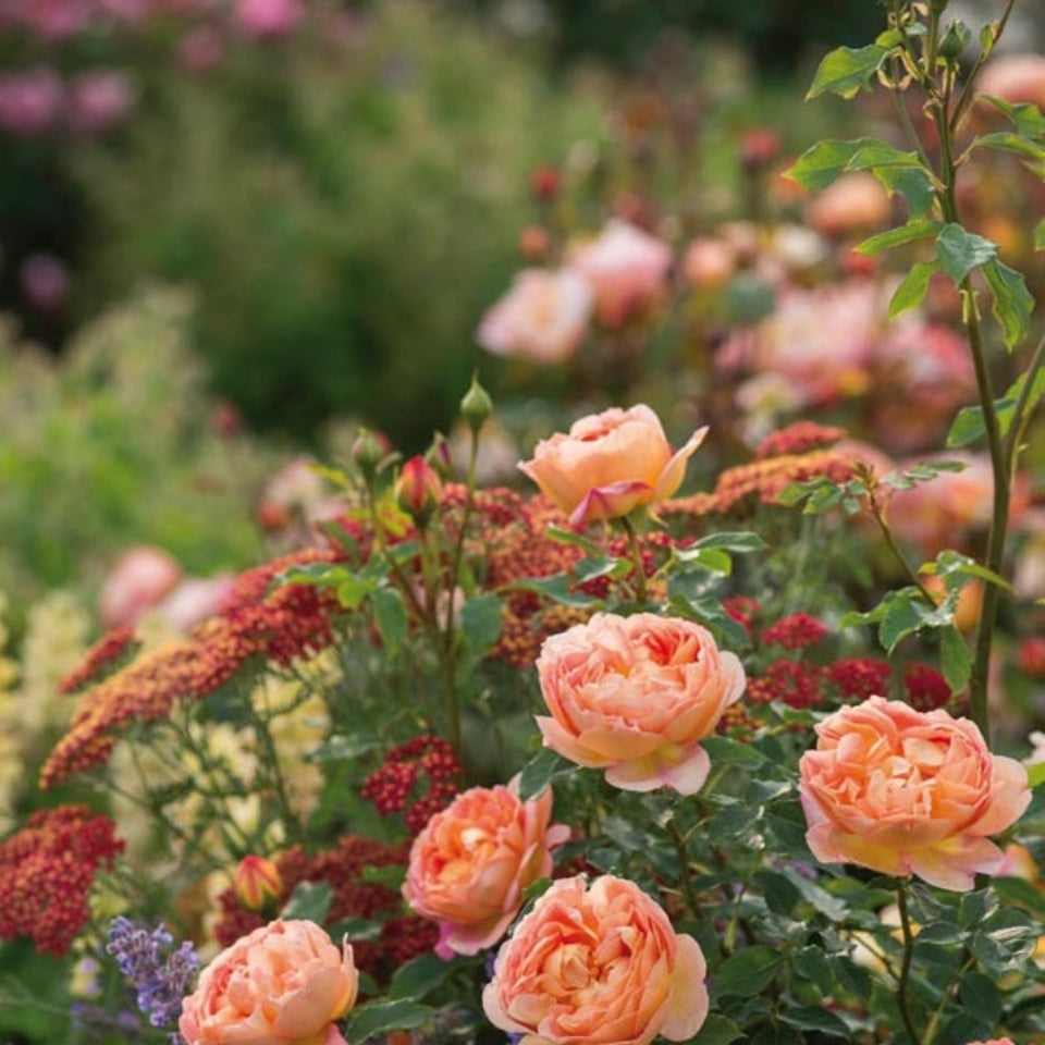 レディ・オブ・シャーロット15L鉢苗 - Lady of Shalott Potted 15L