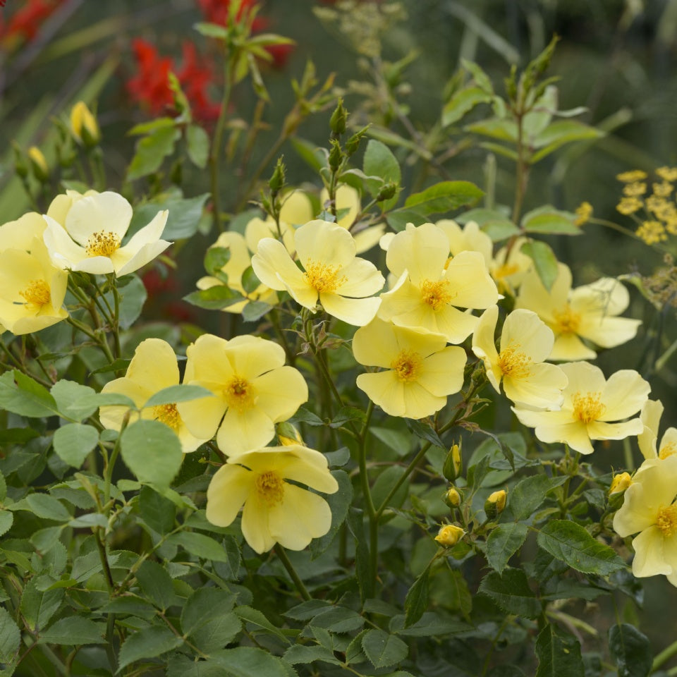 トッタリング・バイ・ジェントリー鉢苗 - Tottering-by-Gently Potted (Auscartoon) - david-austin-roses-japan