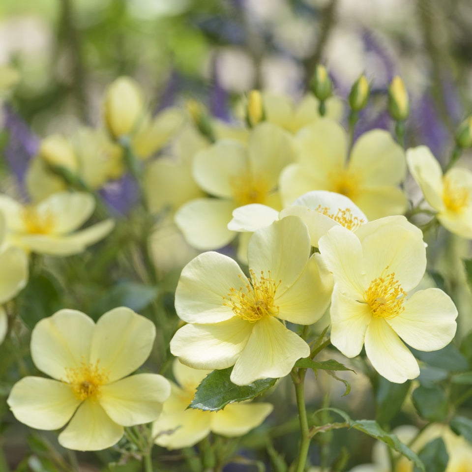 トッタリング・バイ・ジェントリー鉢苗 - Tottering-by-Gently Potted (Auscartoon) - david-austin-roses-japan