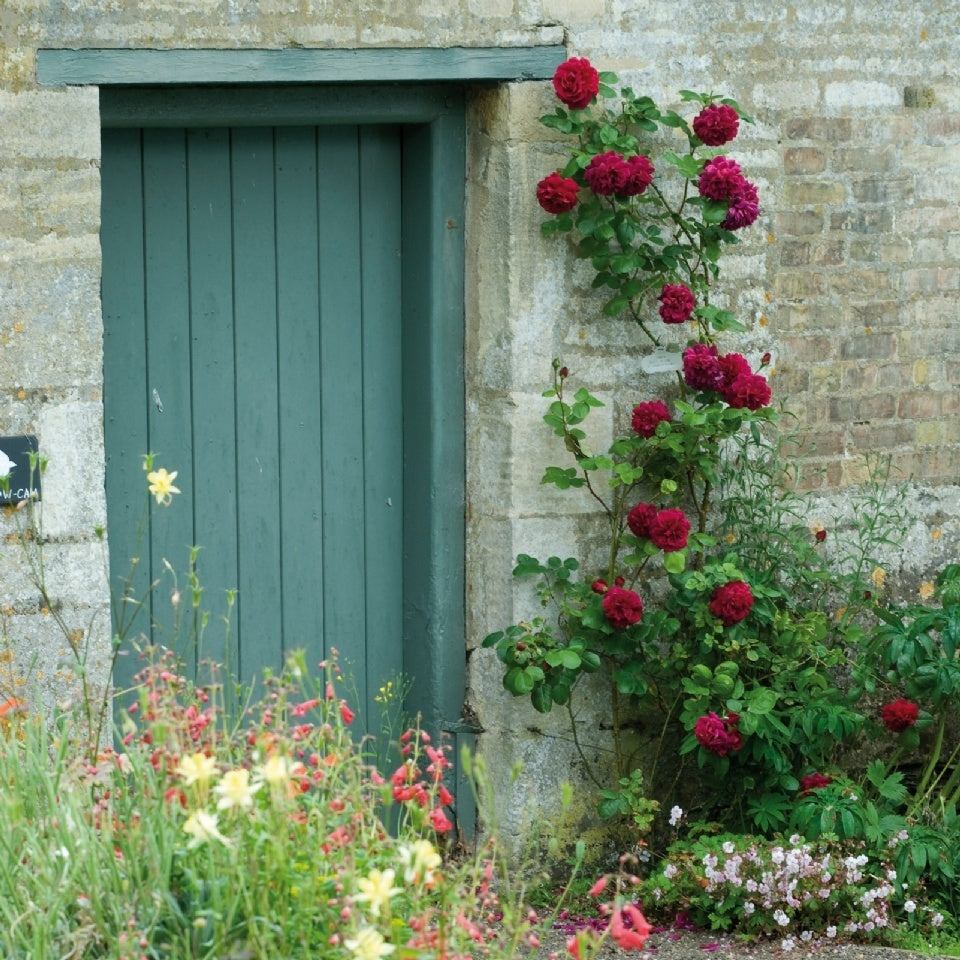 テス・オブ・ザ・ダーバービルズ15L鉢苗 - Tess of The d'Urbervilles