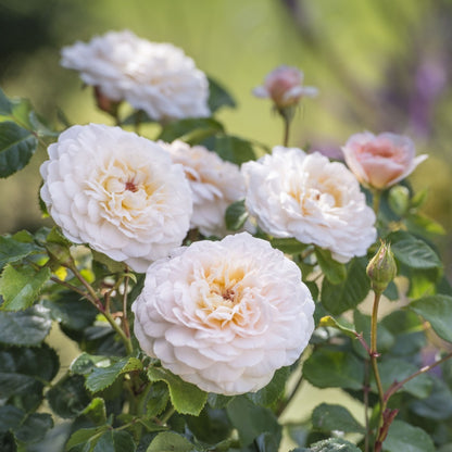 エミリー・ブロンテ 鉢苗 - Emily Brontë Potted (Ausearnshaw) - david-austin-roses-japan