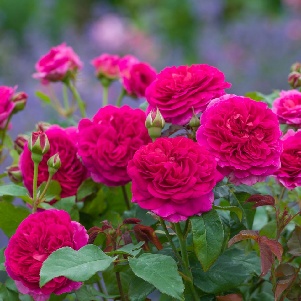 ガブリエル・オーク 鉢苗 - Gabriel Oak Potted (Auscrowd) – David