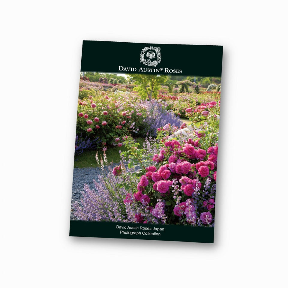 写真コレクション - David Austin Roses Japan - Photograph Collection - david-austin-roses-japan