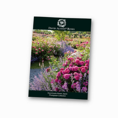 写真コレクション - David Austin Roses Japan - Photograph Collection - david-austin-roses-japan