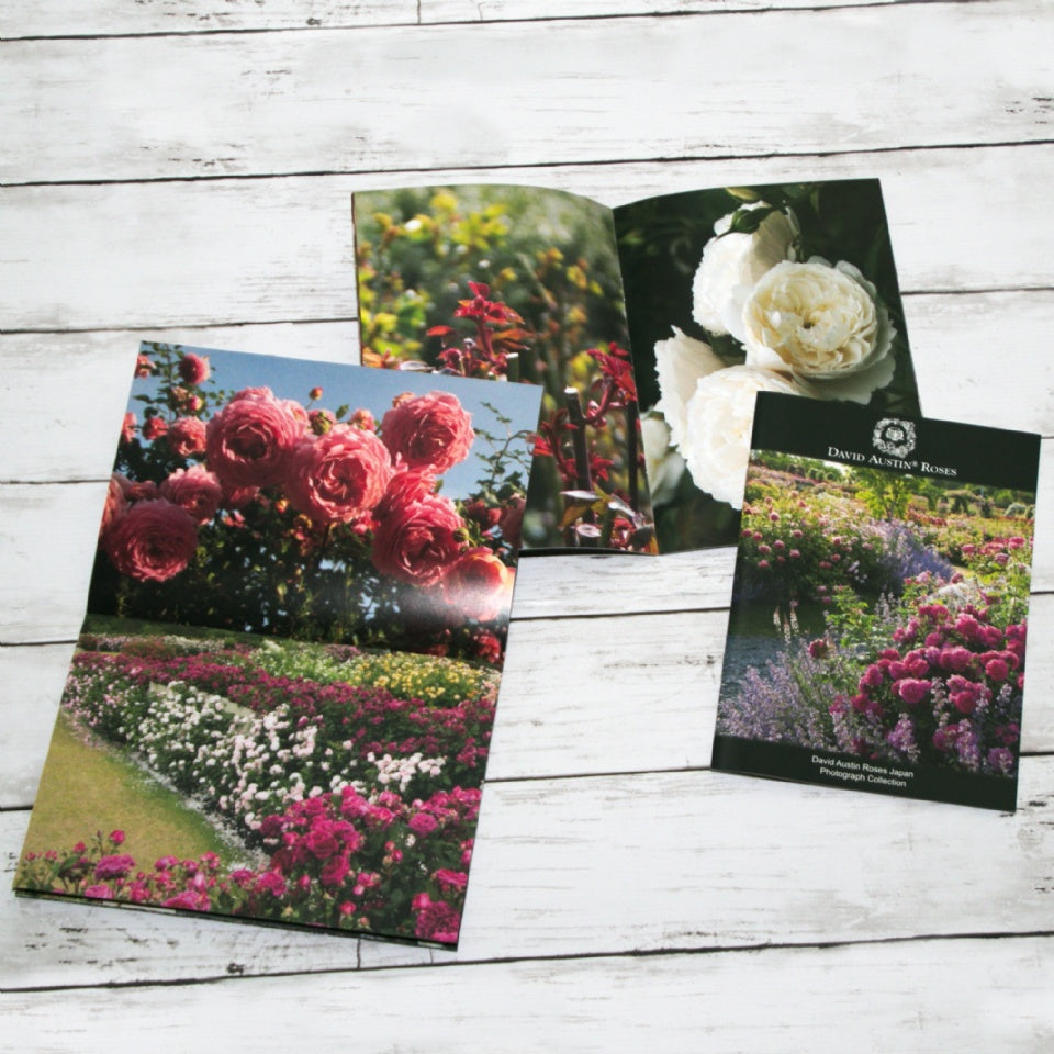 写真コレクション - David Austin Roses Japan - Photograph Collection - david-austin-roses-japan