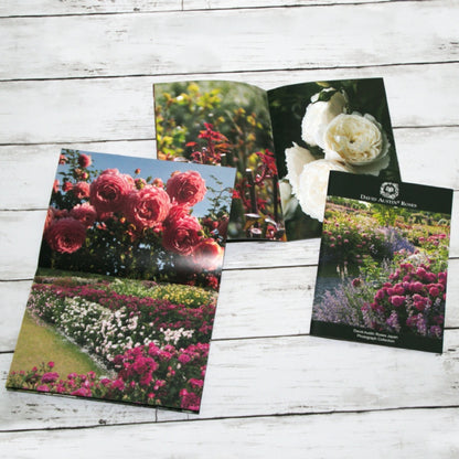 写真コレクション - David Austin Roses Japan - Photograph Collection - david-austin-roses-japan