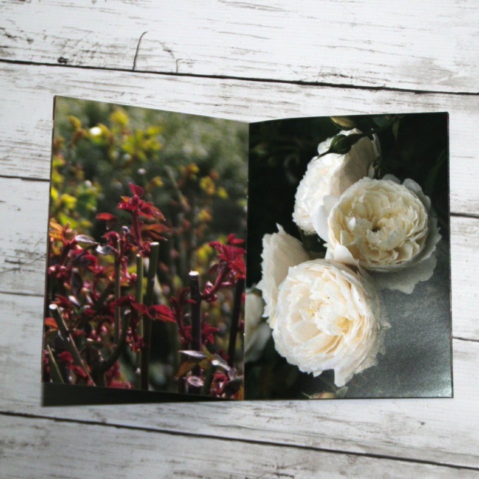 写真コレクション - David Austin Roses Japan - Photograph Collection - david-austin-roses-japan