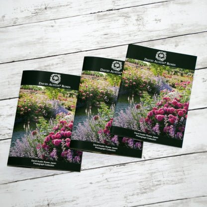 写真コレクション - David Austin Roses Japan - Photograph Collection - david-austin-roses-japan