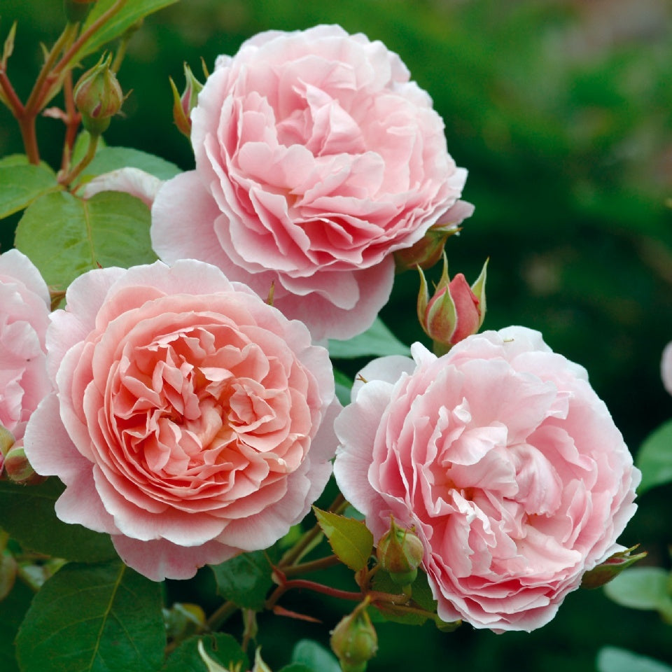 ストロベリー・ヒルつるバラ15L鉢 - Strawberry Hill Potted 15L CLG (Ausrimini) - david-austin-roses-japan
