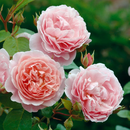 ストロベリー・ヒルつるバラ15L鉢 - Strawberry Hill Potted 15L CLG (Ausrimini) - david-austin-roses-japan